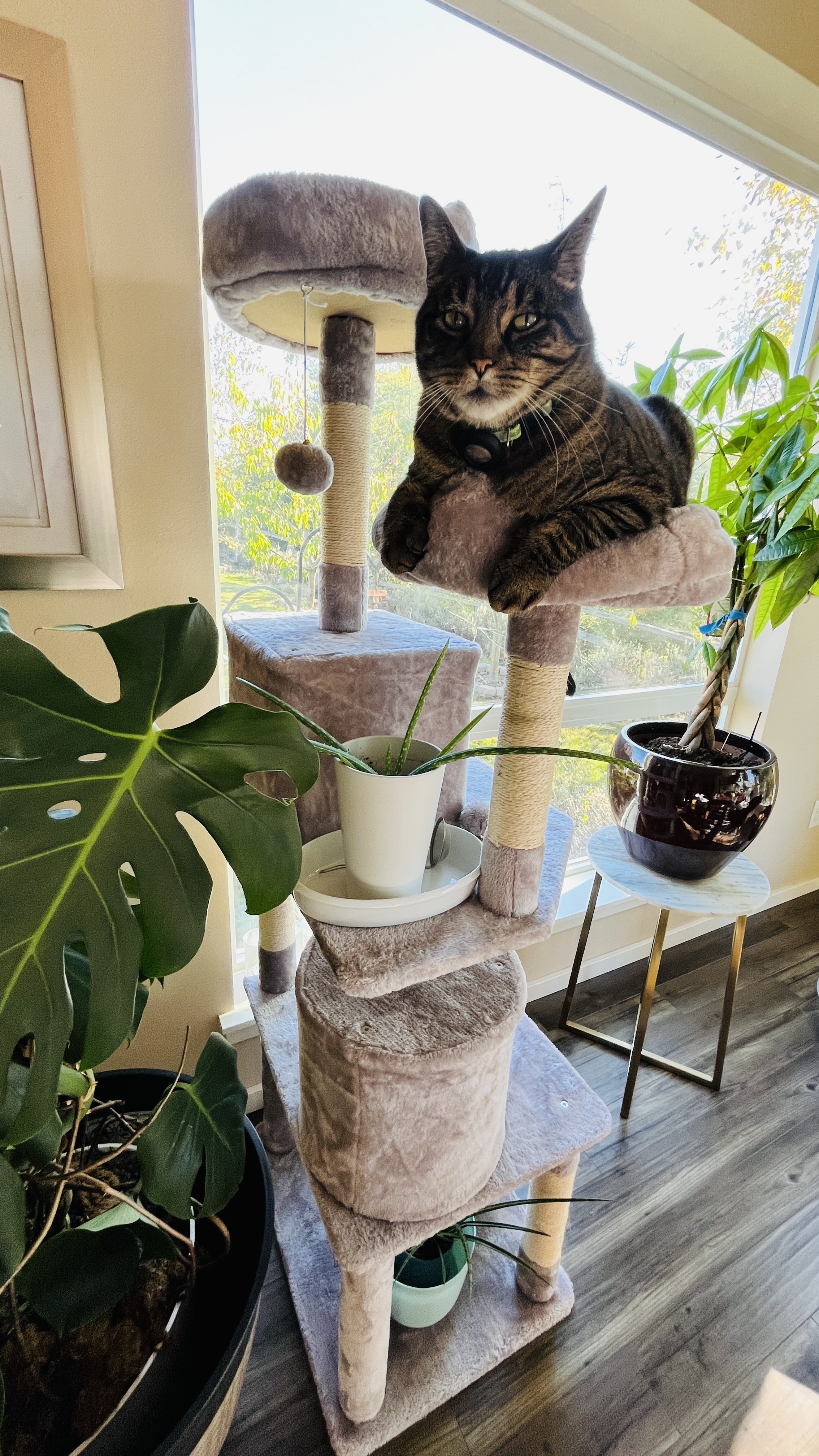 Maruay sitting on top of his cat tree beside a window