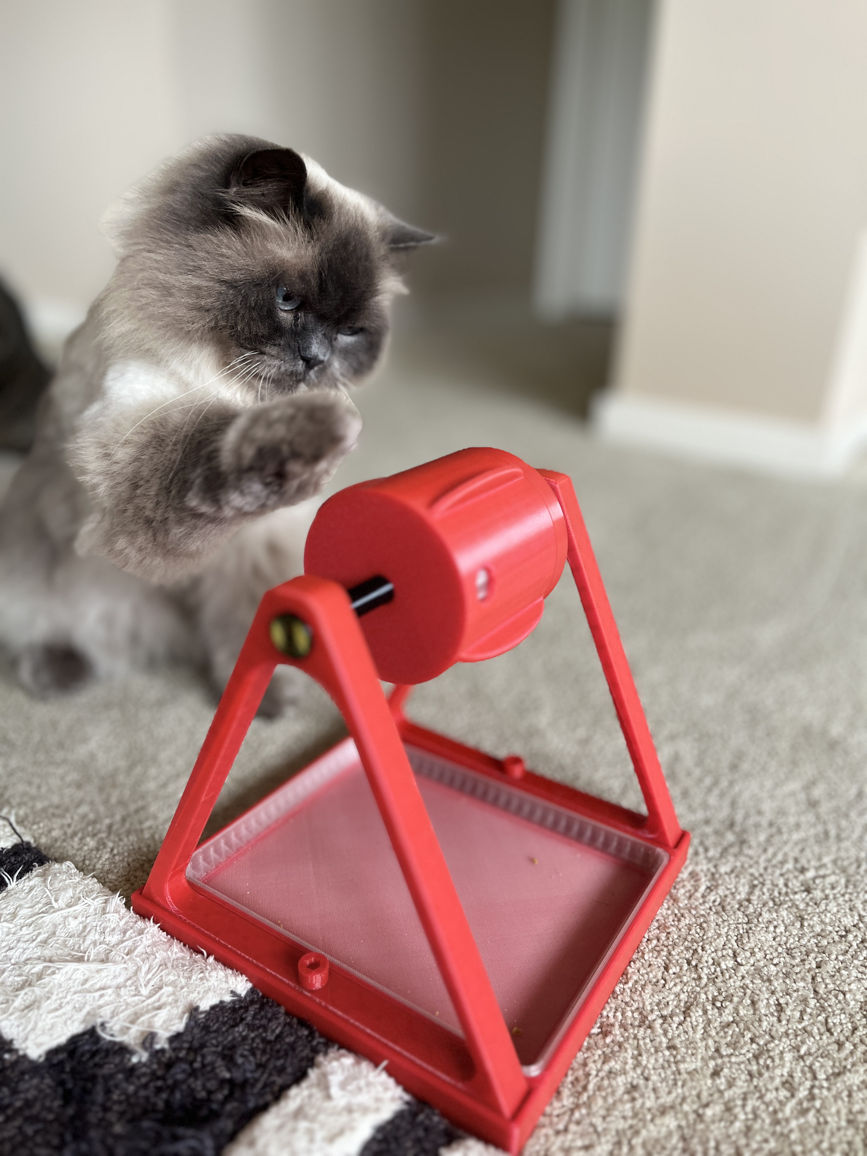 Numchoke playing with a roller food puzzle feeder