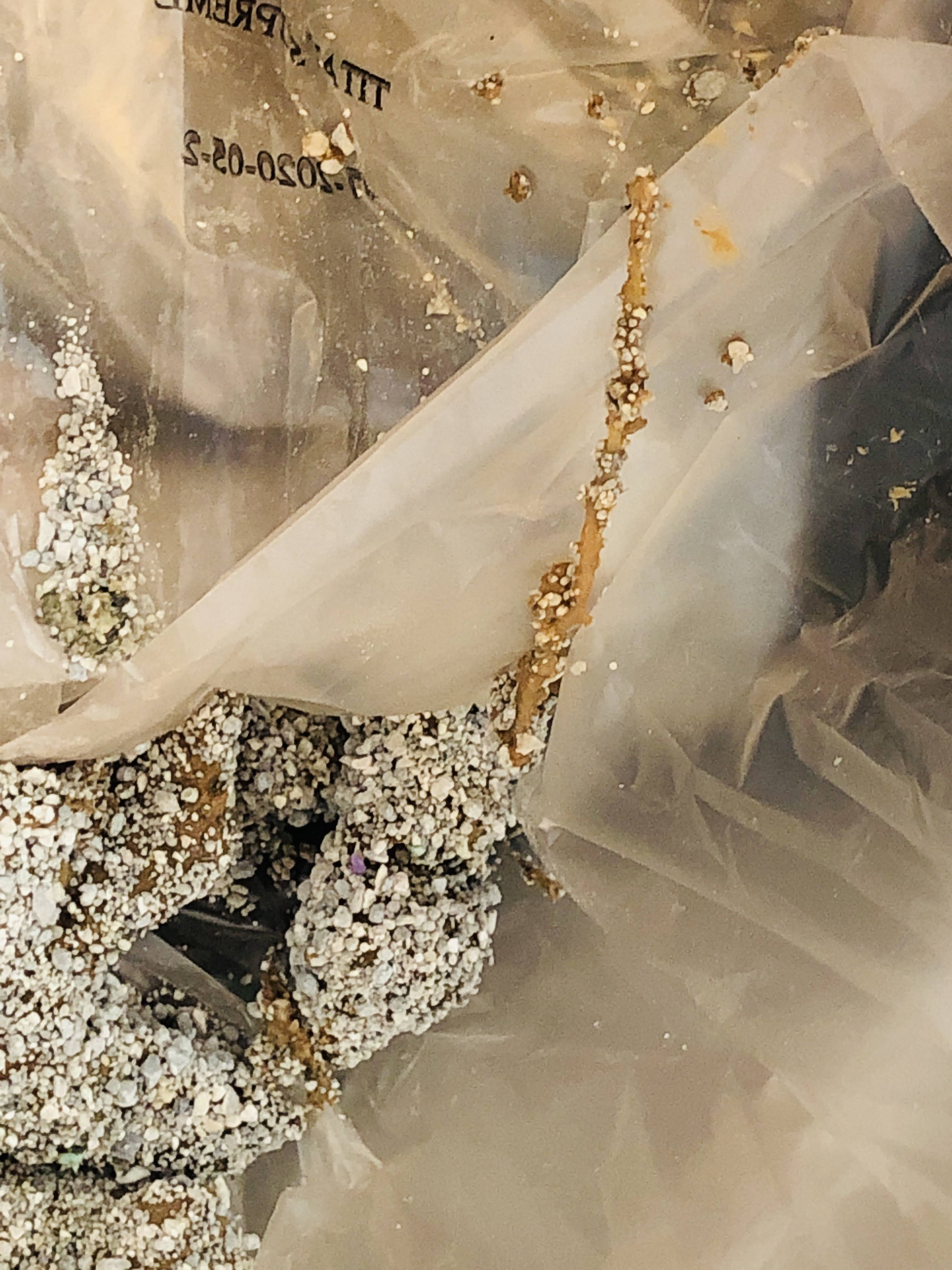 Long tapeworm found in cat feces