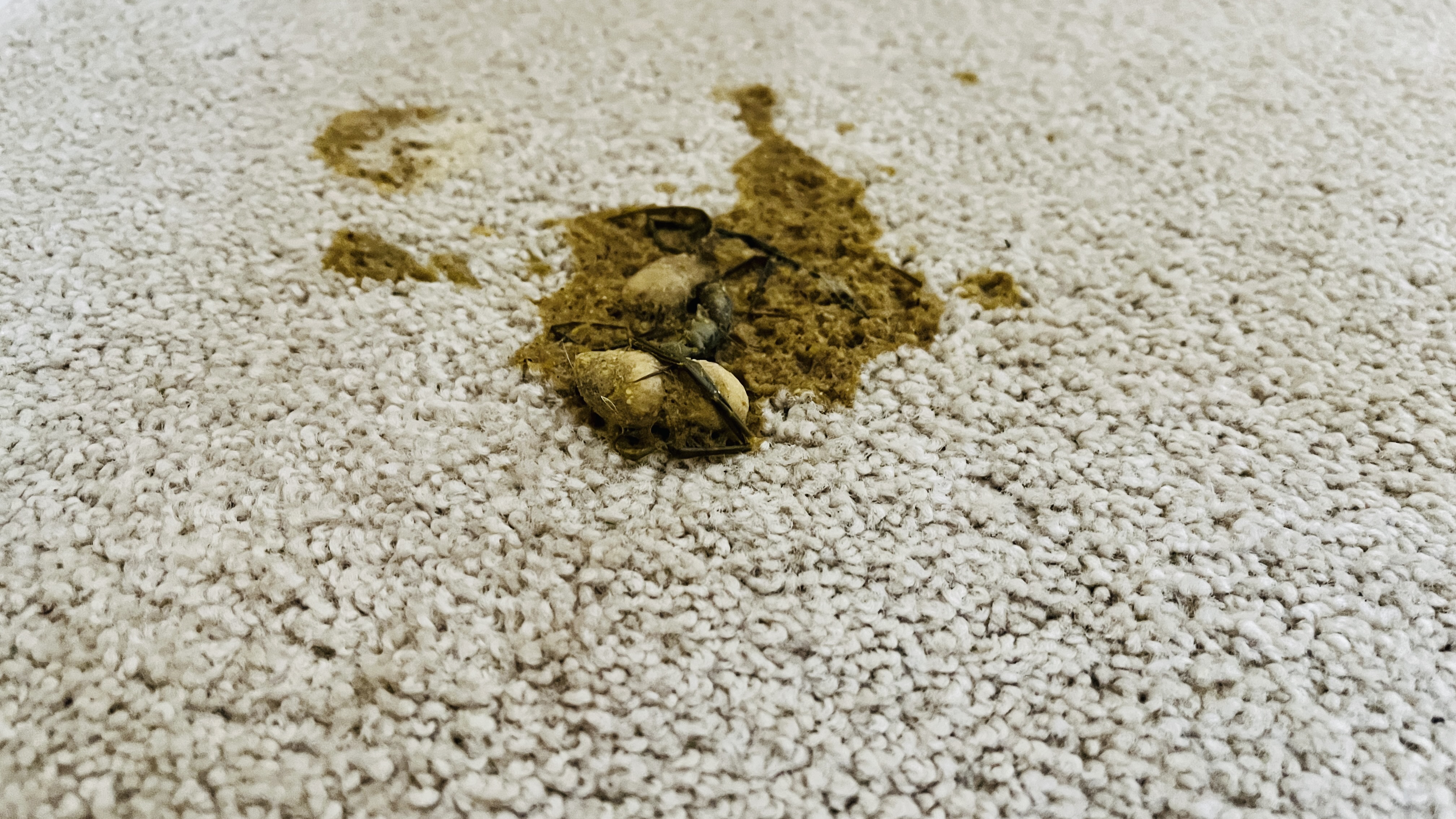 Cat vomit with yellow bile