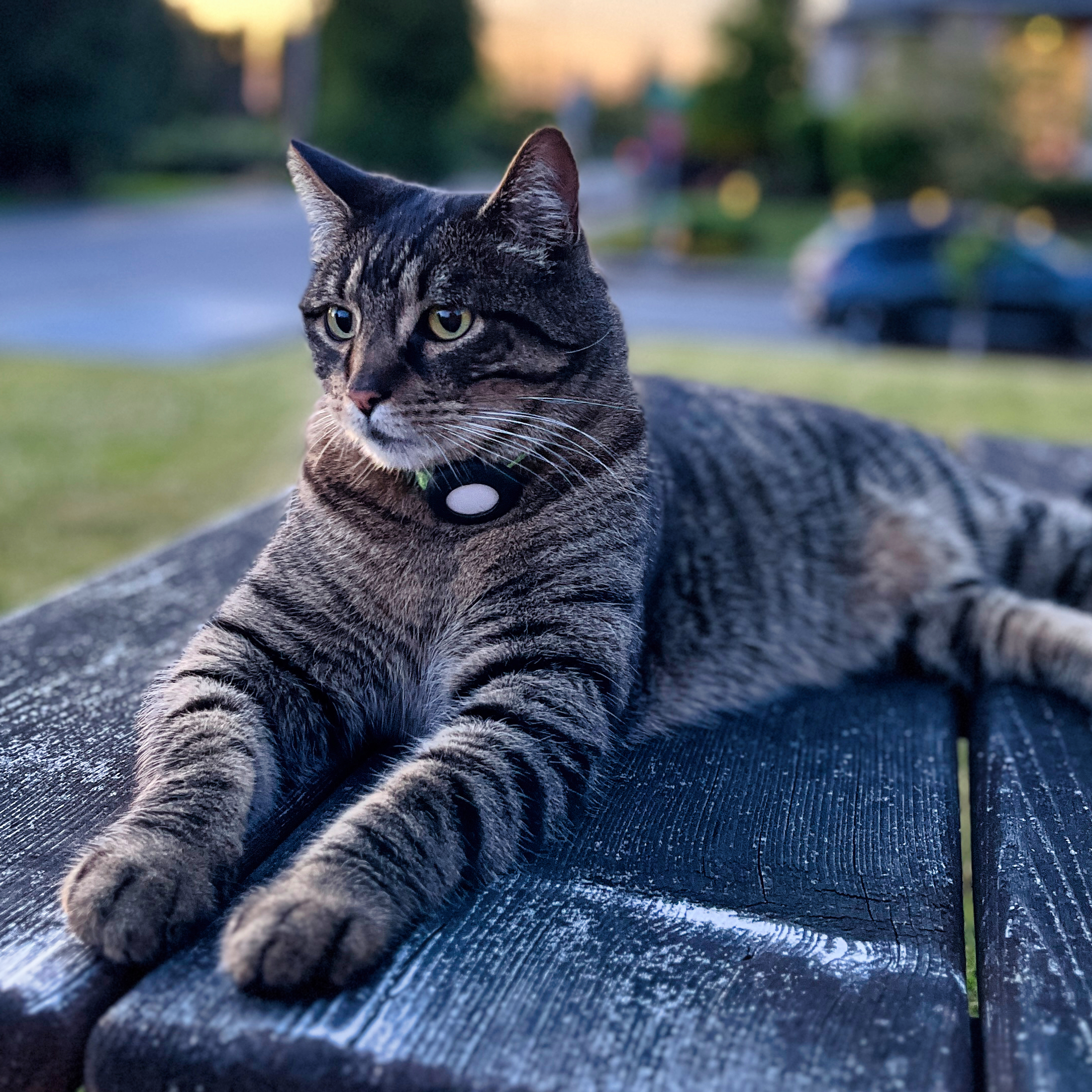 Maruay, our tabby cat