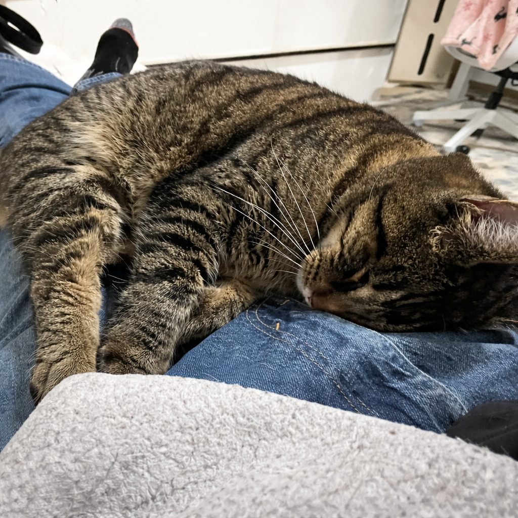 Maruay resting peacefully indoors