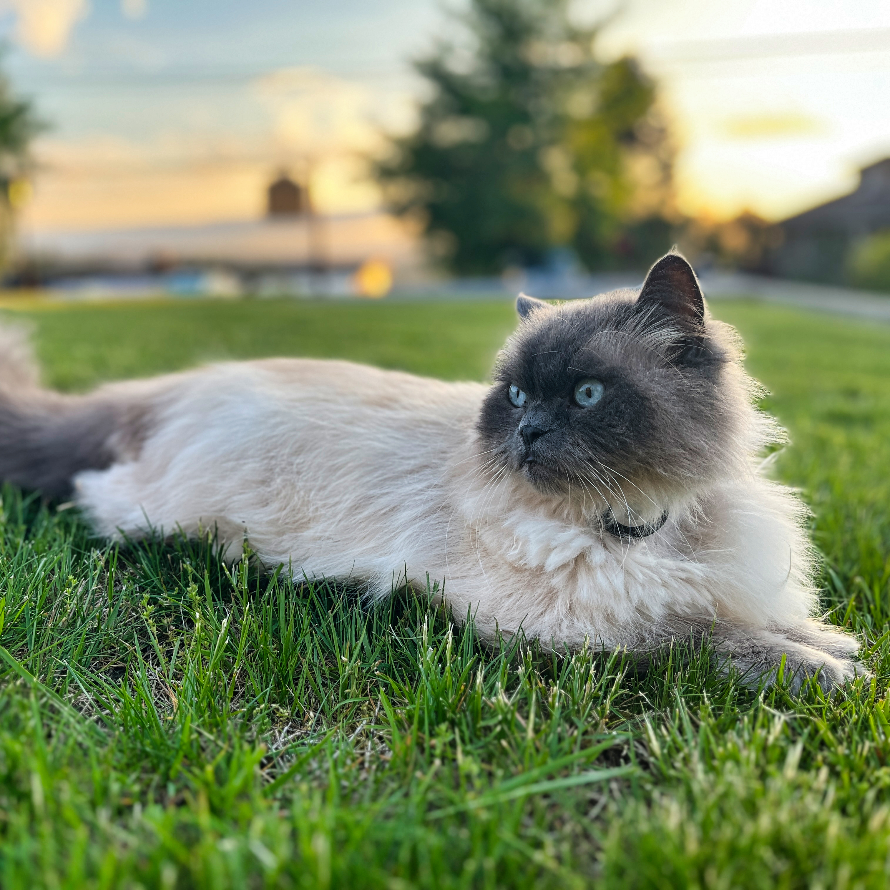 Numchoke, our Himalayan-looking adventurer