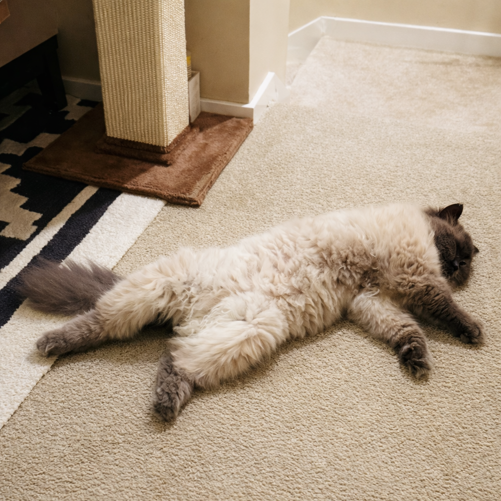 Numchoke resting after an adventure