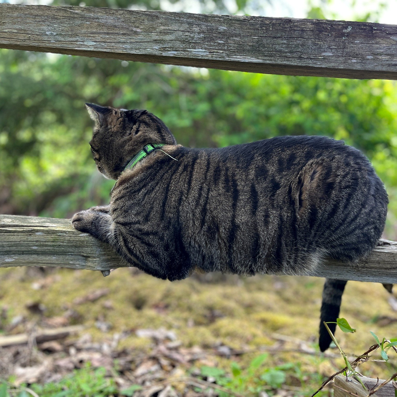 Maruay sitting quietly, observing everything