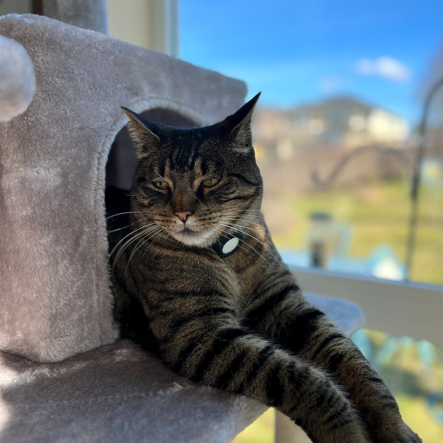 Maruay taking a perfect nap