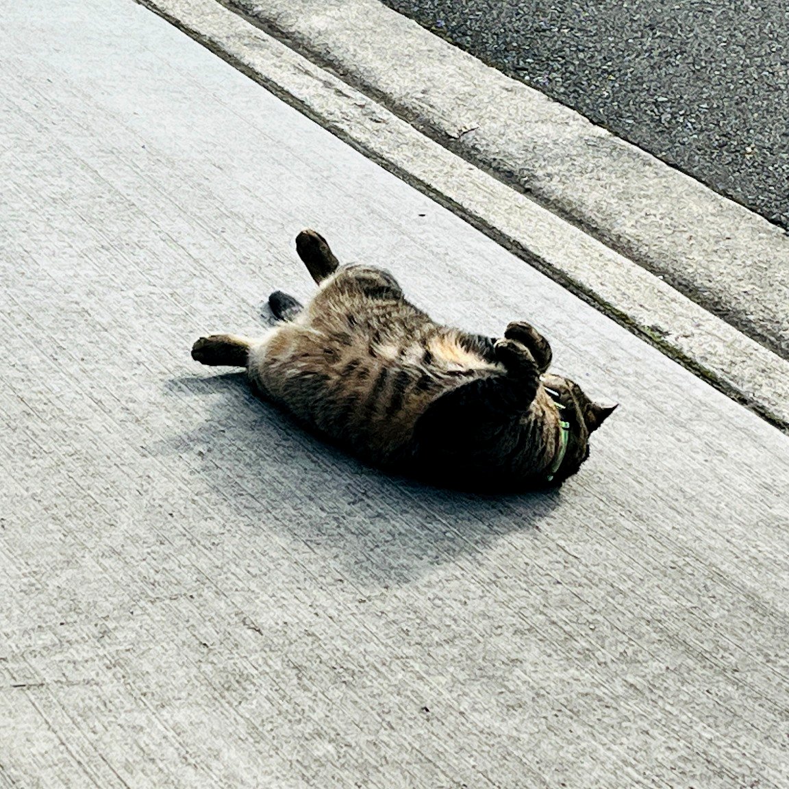 Maruay enjoying a relaxed playful moment