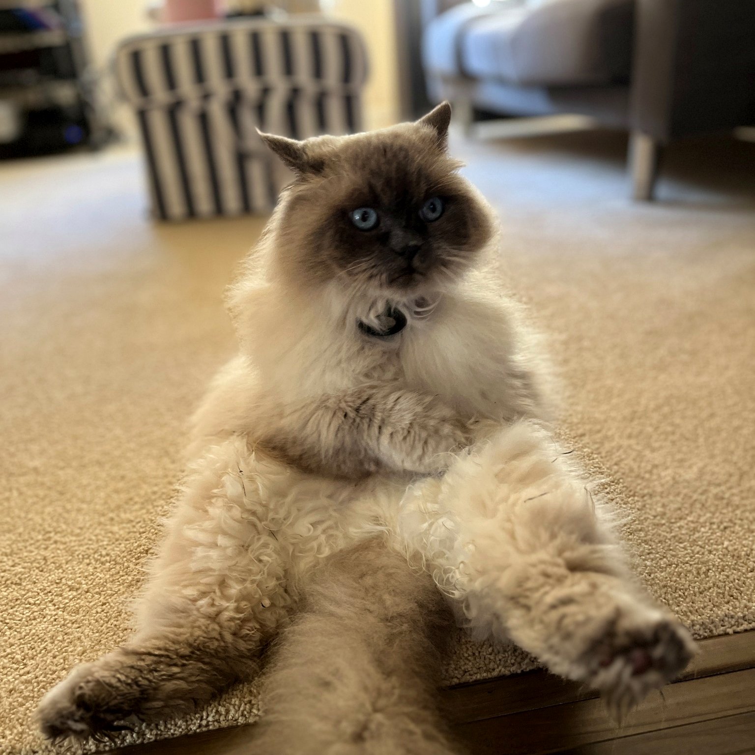 Numchoke relaxing after an adventure