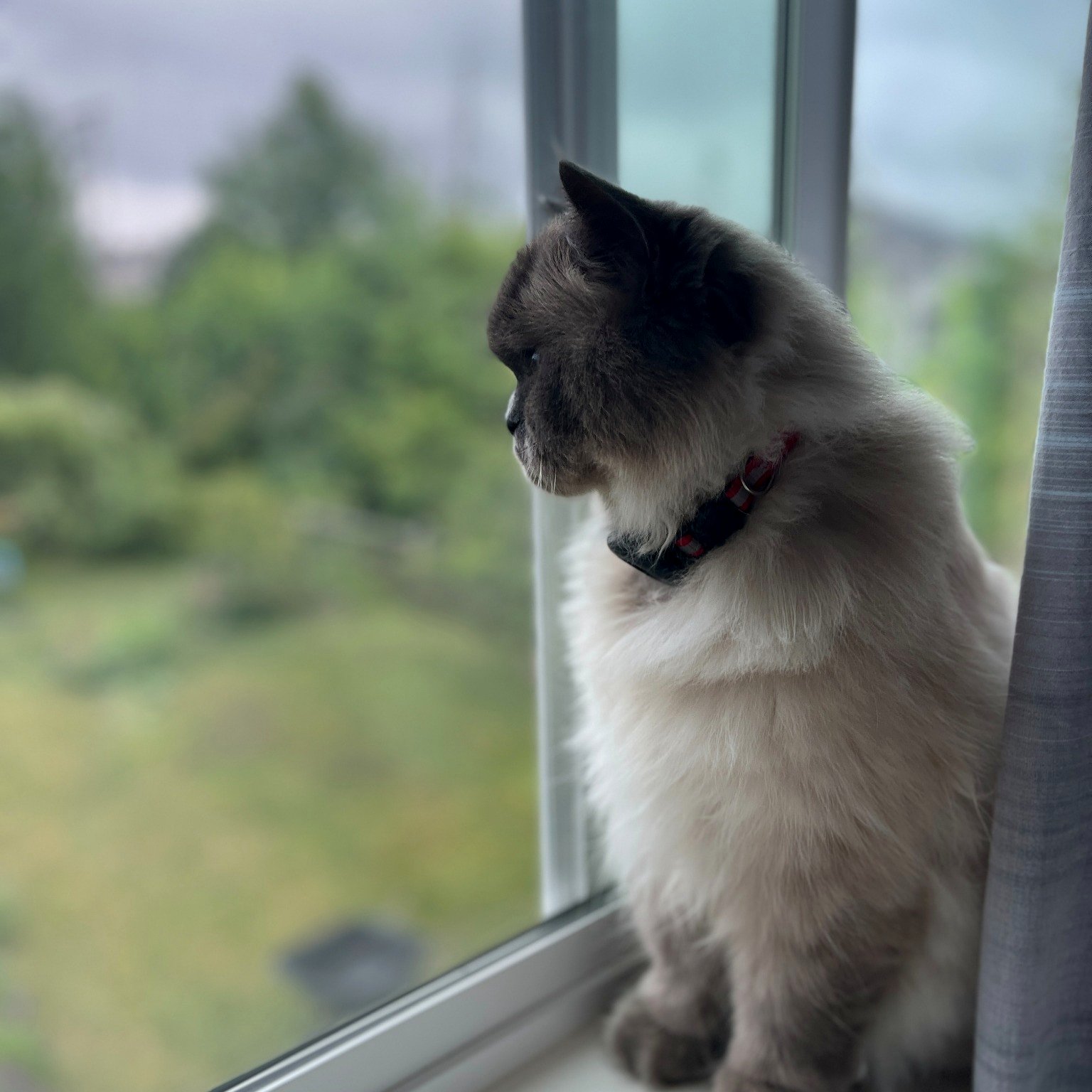 Numchoke watching quietly from a distance